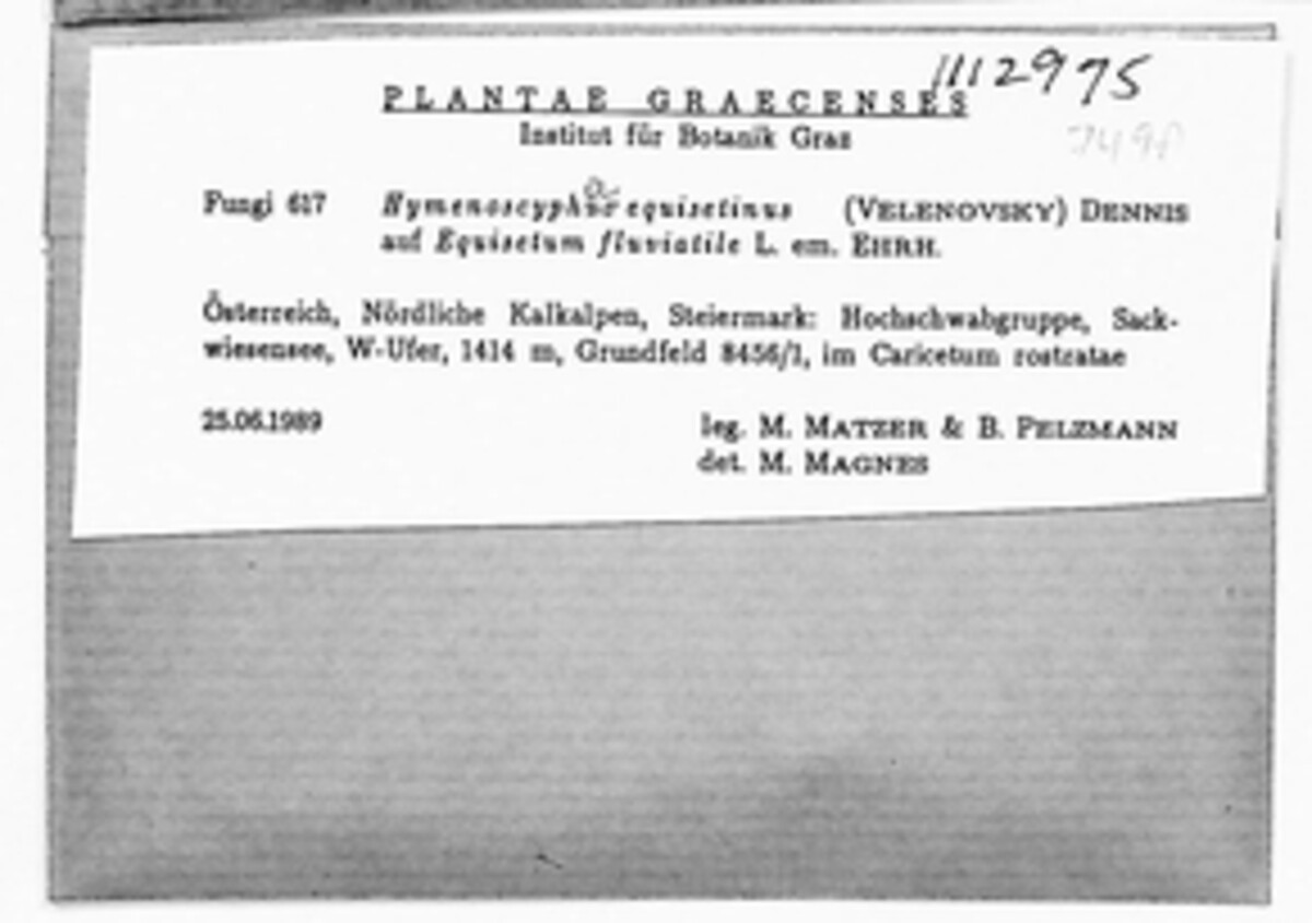 Roseodiscus equisetinus image